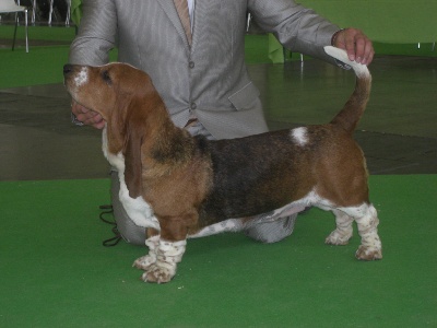 Des sources sacrees - world dog show 2011
