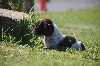  - Magnifiques chiots d'oysel allemand