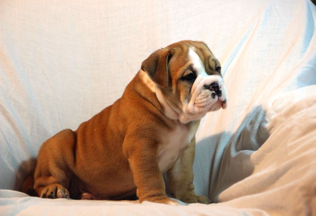 Des sources sacrees - Chiot disponible  - Bulldog continental