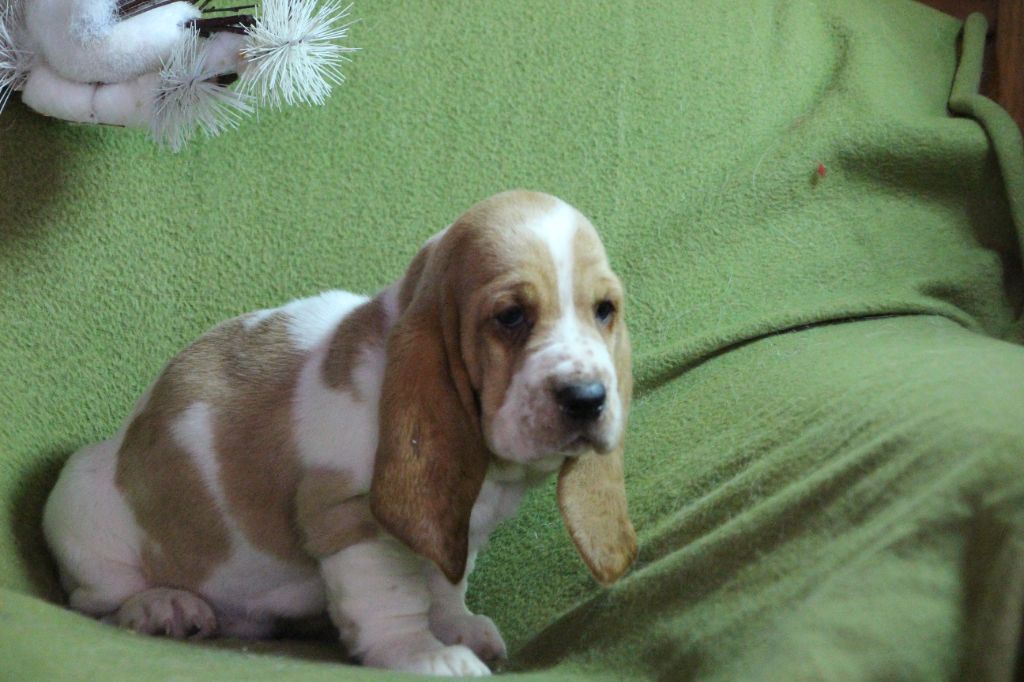 Des sources sacrees - Chiot disponible  - Basset Hound