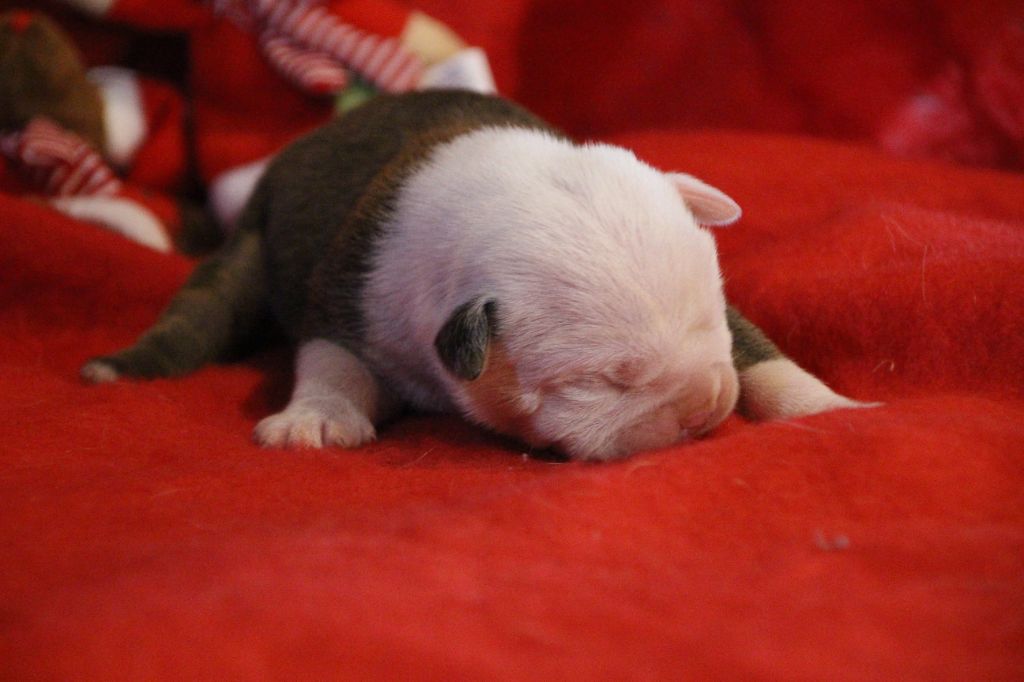 Des sources sacrees - Chiot disponible  - Bulldog continental