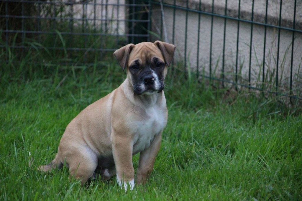 Des sources sacrees - Chiot disponible  - Bulldog continental