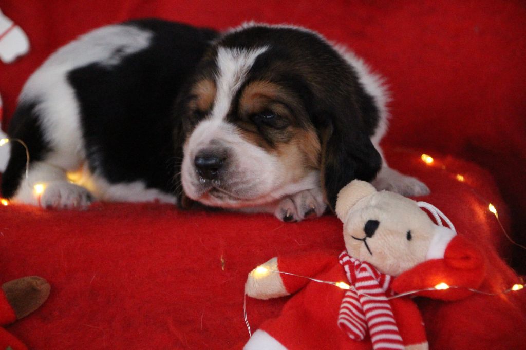 chiot Basset Hound Des sources sacrees