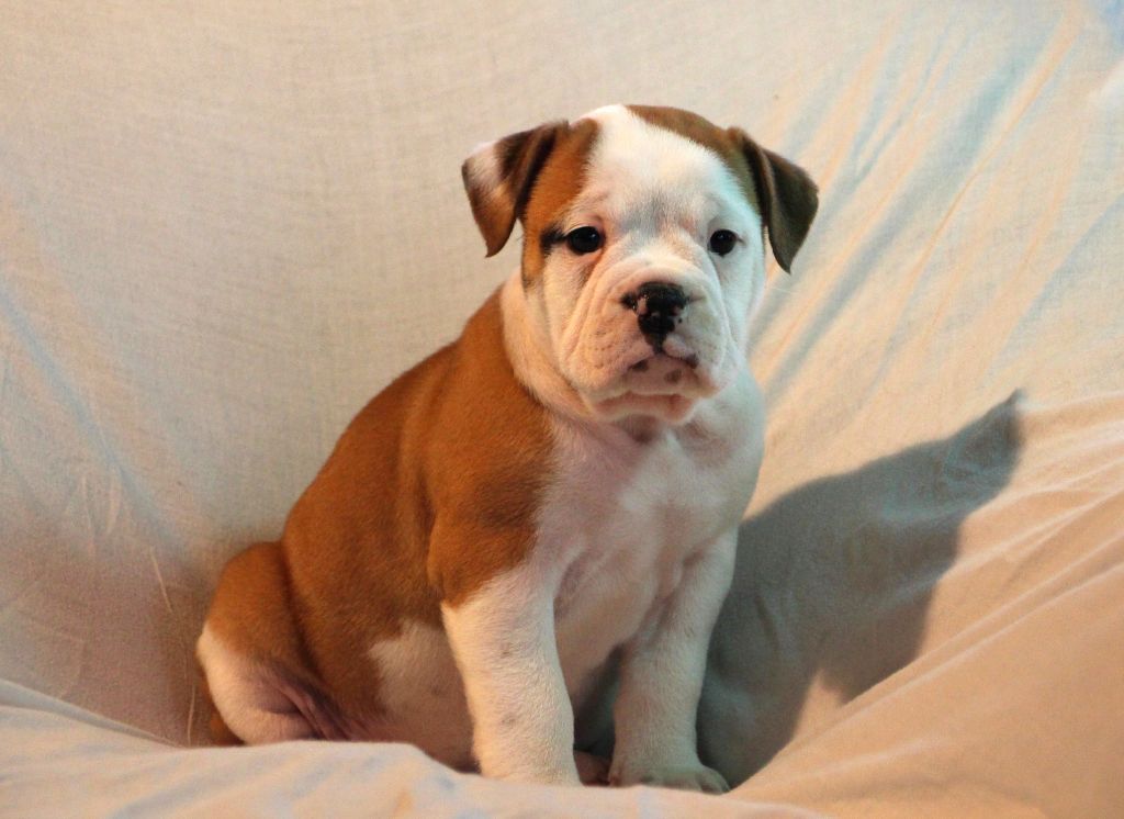 Des sources sacrees - Chiot disponible  - Bulldog continental