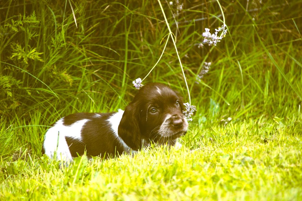 chiot Chien d'Oysel allemand Des sources sacrees