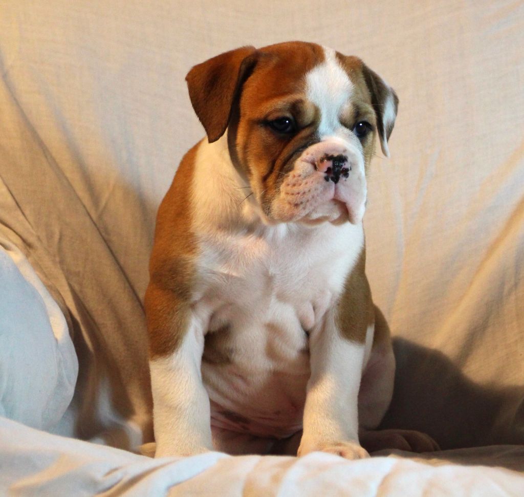 Des sources sacrees - Chiot disponible  - Bulldog continental