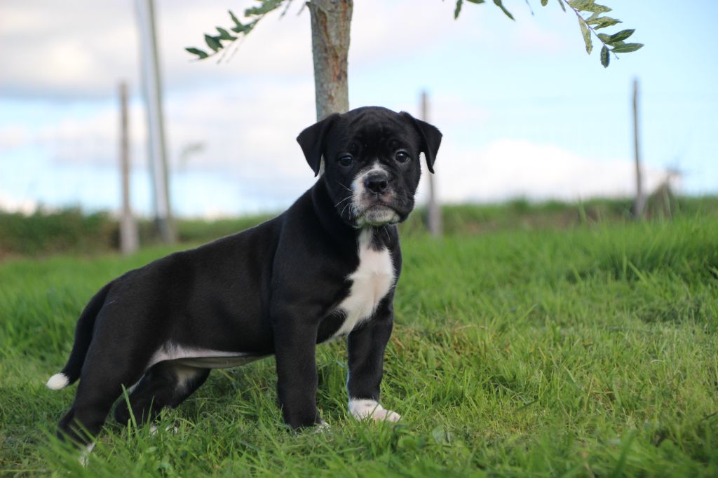 Des sources sacrees - Chiot disponible  - Bulldog continental