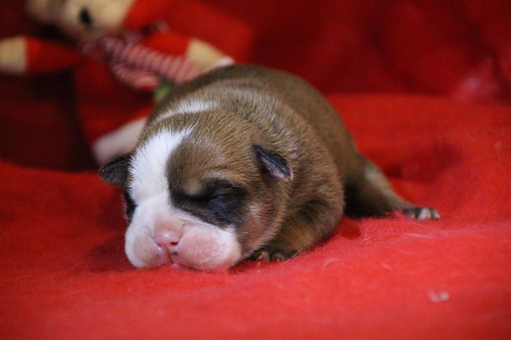 Des sources sacrees - Chiot disponible  - Bulldog continental