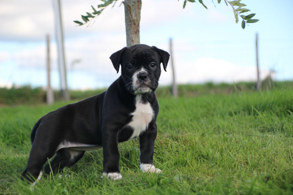 chiot Bulldog continental Des sources sacrees