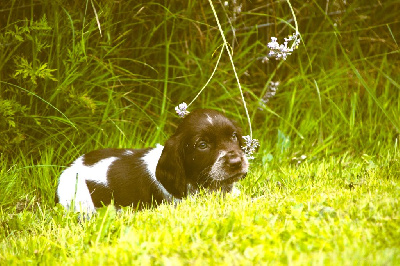 Des sources sacrees - Chien d'Oysel allemand - Portée née le 07/06/2024