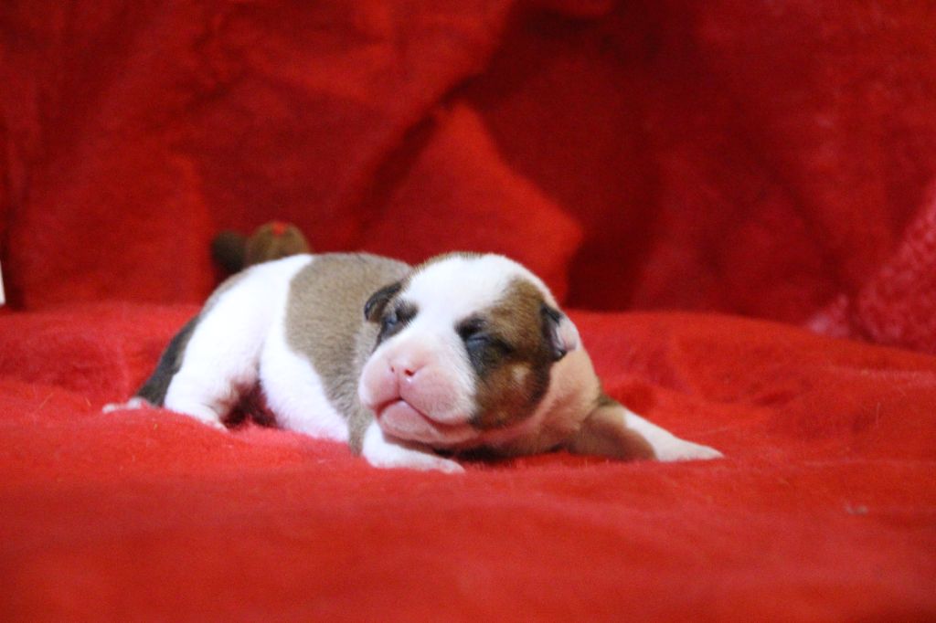 Des sources sacrees - Chiot disponible  - Bulldog continental