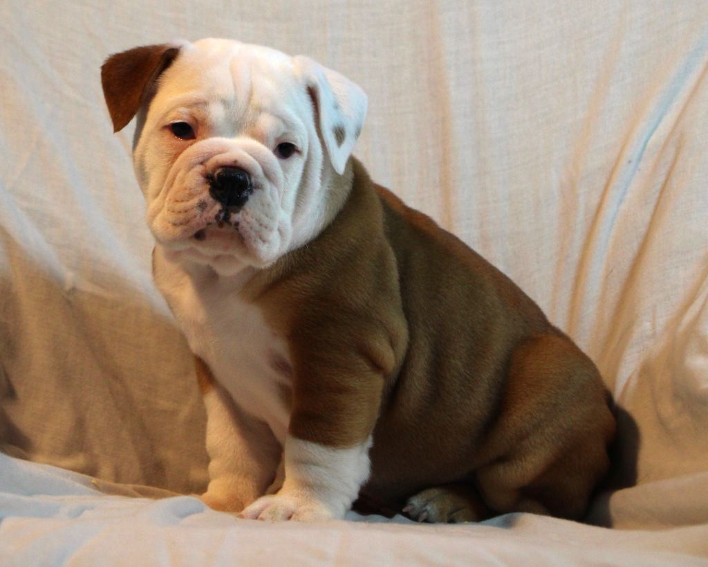 Des sources sacrees - Chiot disponible  - Bulldog continental