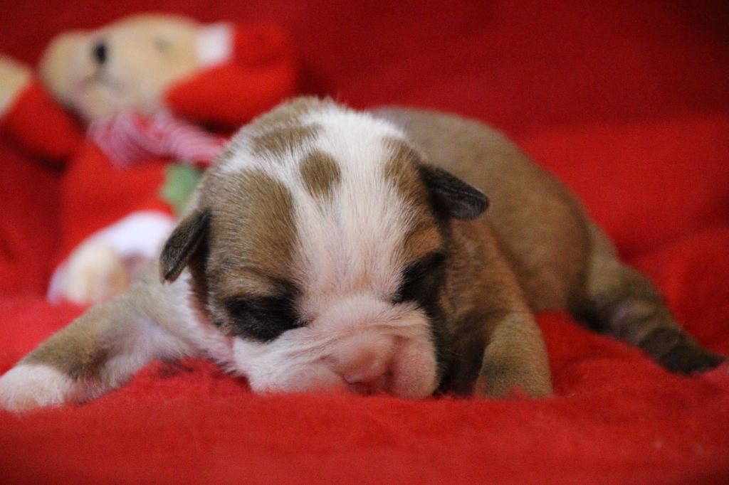 Des sources sacrees - Chiot disponible  - Bulldog continental