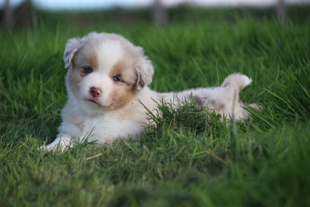 chiot Berger Américain Miniature  Des sources sacrees