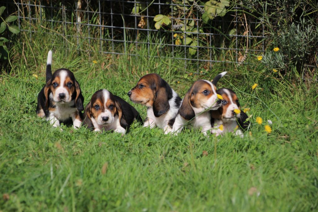 Superbes bébés Basset Hound