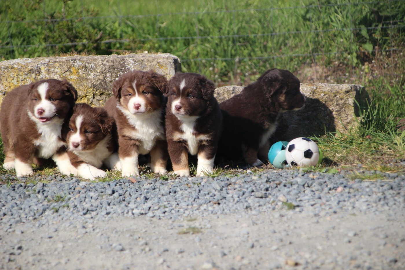 Naissance de chiots Berger Américain Miniature