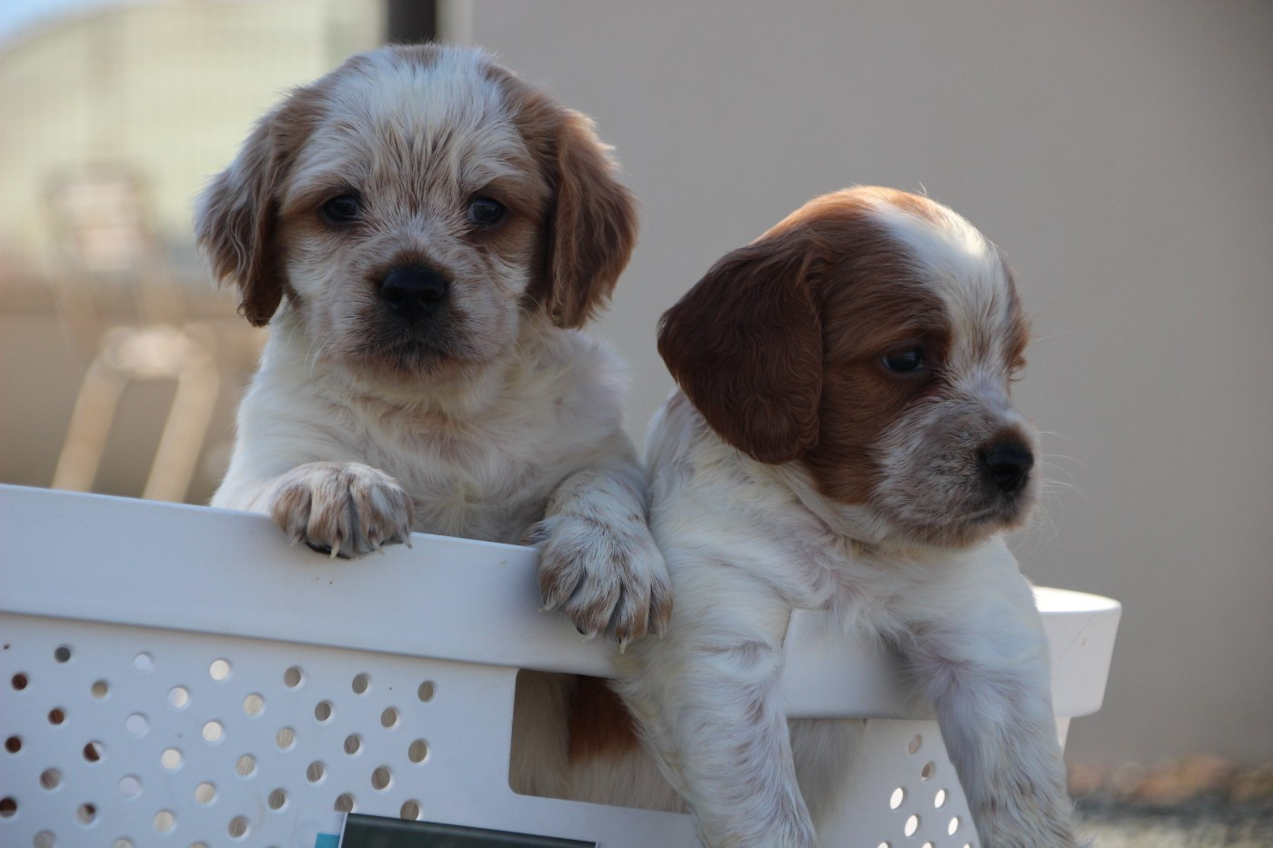 Magnifiques chiots lof