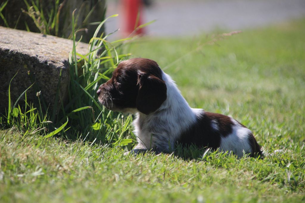 Magnifiques chiots d'oysel allemand