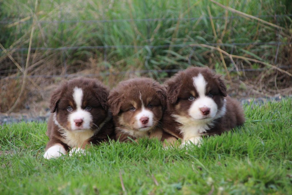 Magnifiques bébés Berger Américain miniatures