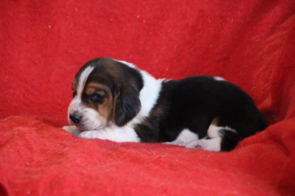 Naissance de 7 chiots Basset Hound