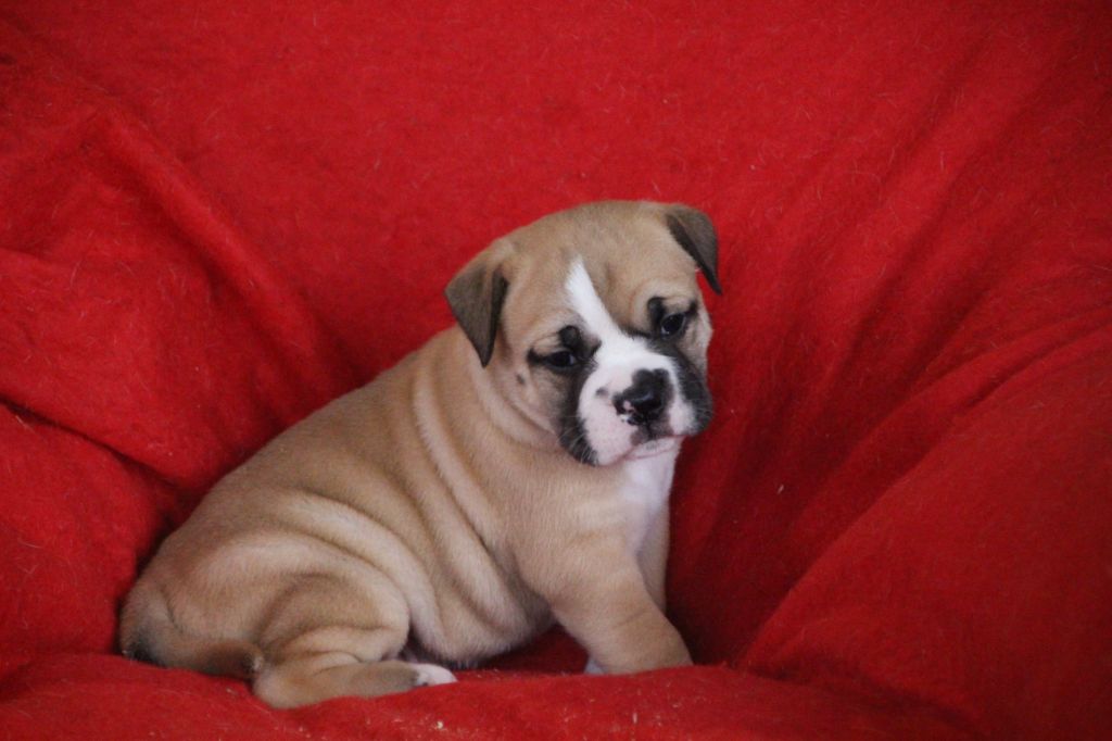 Des sources sacrees - Naissance de chiots Bulldog Continental