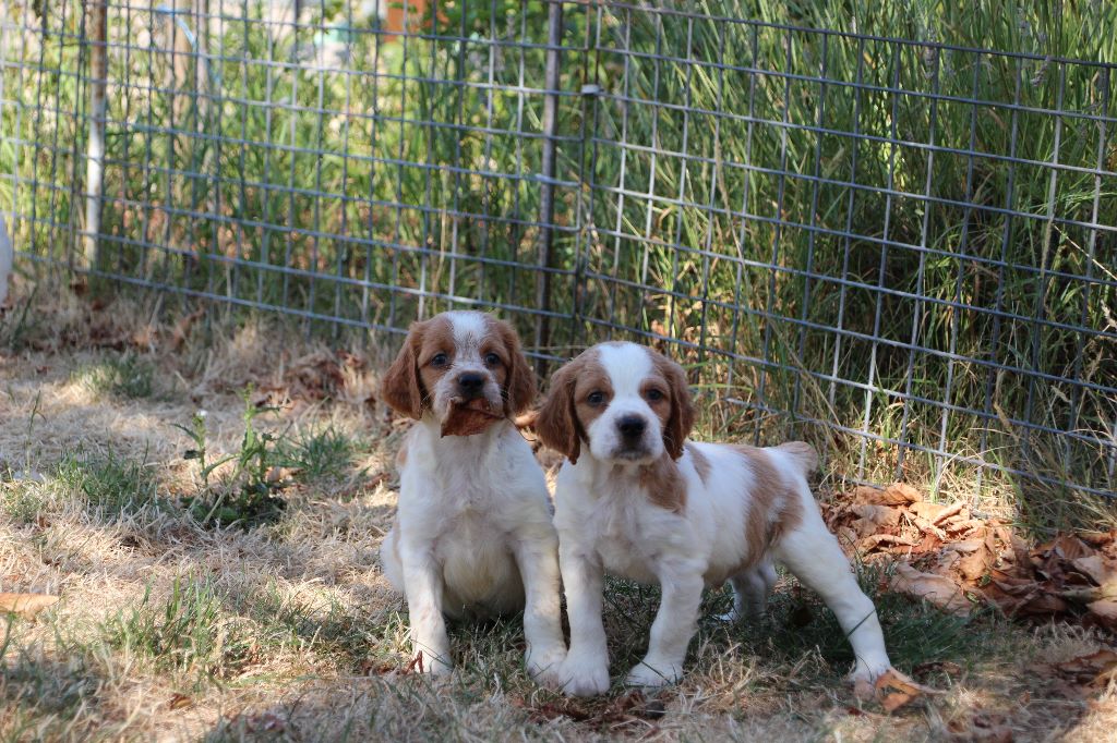 SUPERBES CHIOTS LOF