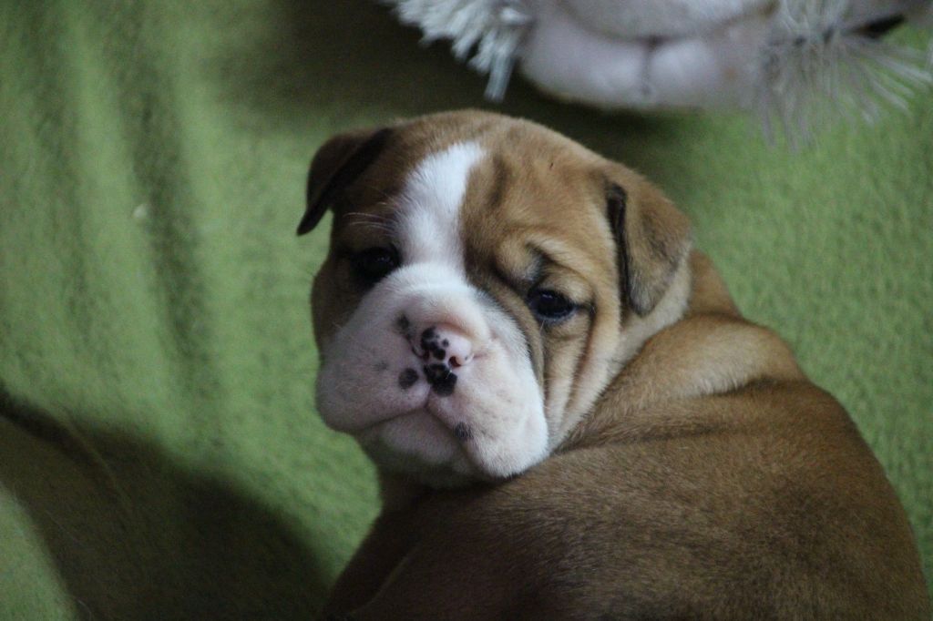 Magnifiques chiots des CH Pandore des Sources Sacrées