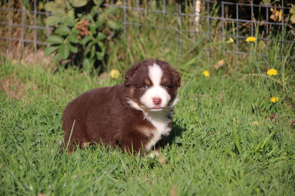 Superbes chiots berger américain miniature 