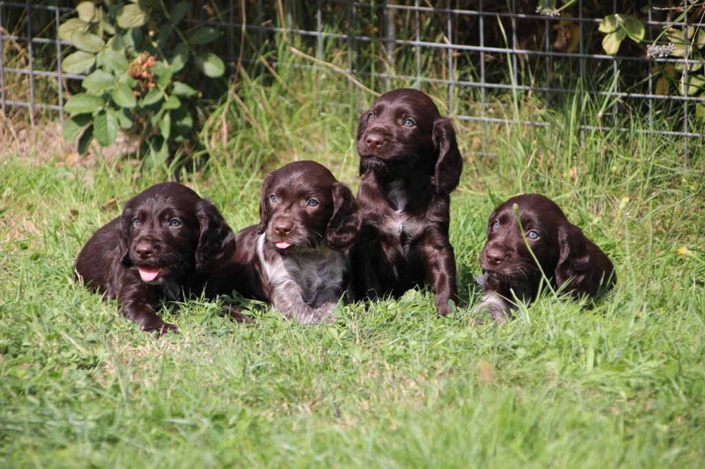 Magnifiques chiots d'oysel allemand
