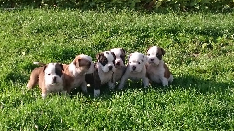 Chiots