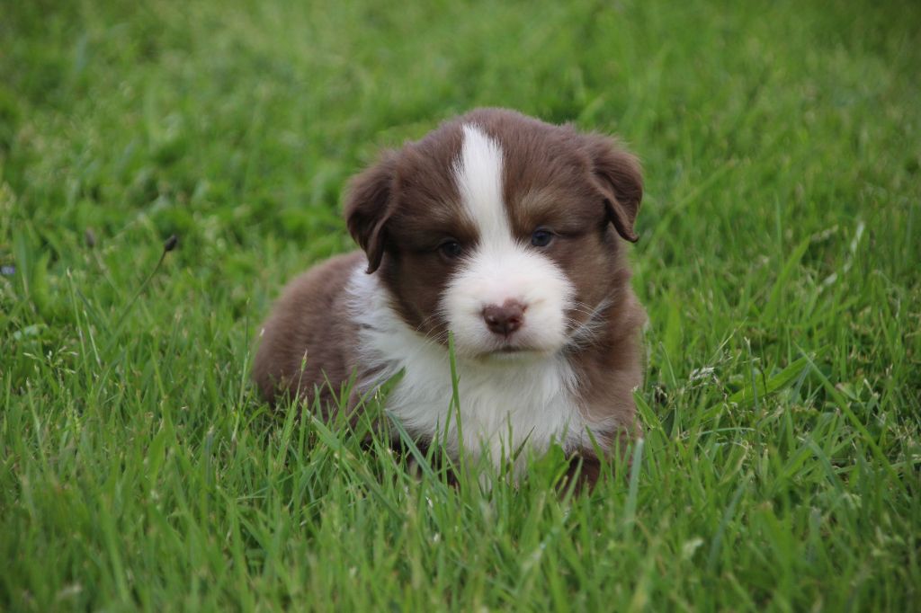 Des sources sacrees - Chiots disponibles - Berger Américain Miniature 