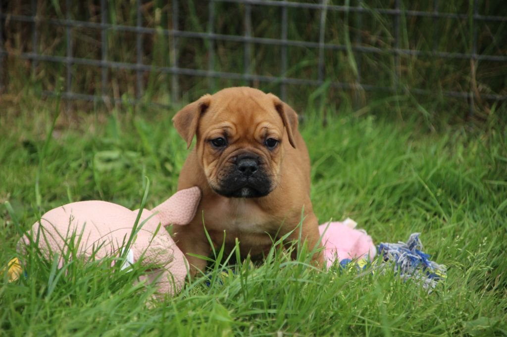 Des sources sacrees - Chiots disponibles - Bulldog continental