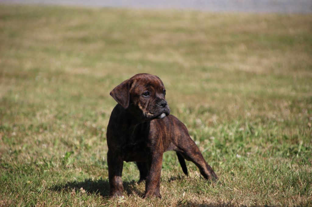 Des sources sacrees - Chiots disponibles - Bulldog continental
