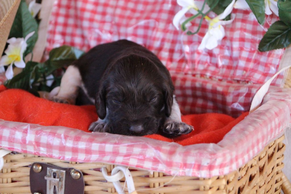 Des sources sacrees - Chiots disponibles - Chien d'Oysel allemand