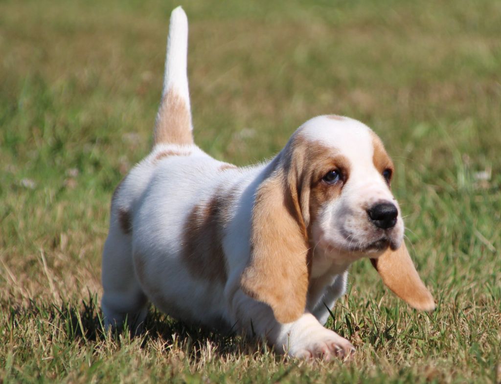 Des sources sacrees - Chiots disponibles - Basset Hound