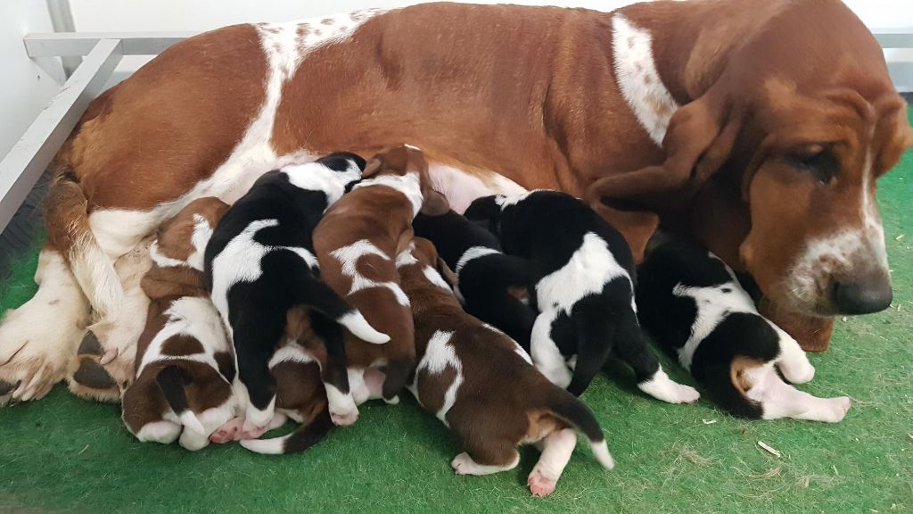 Chiot Basset Hound Des sources sacrees