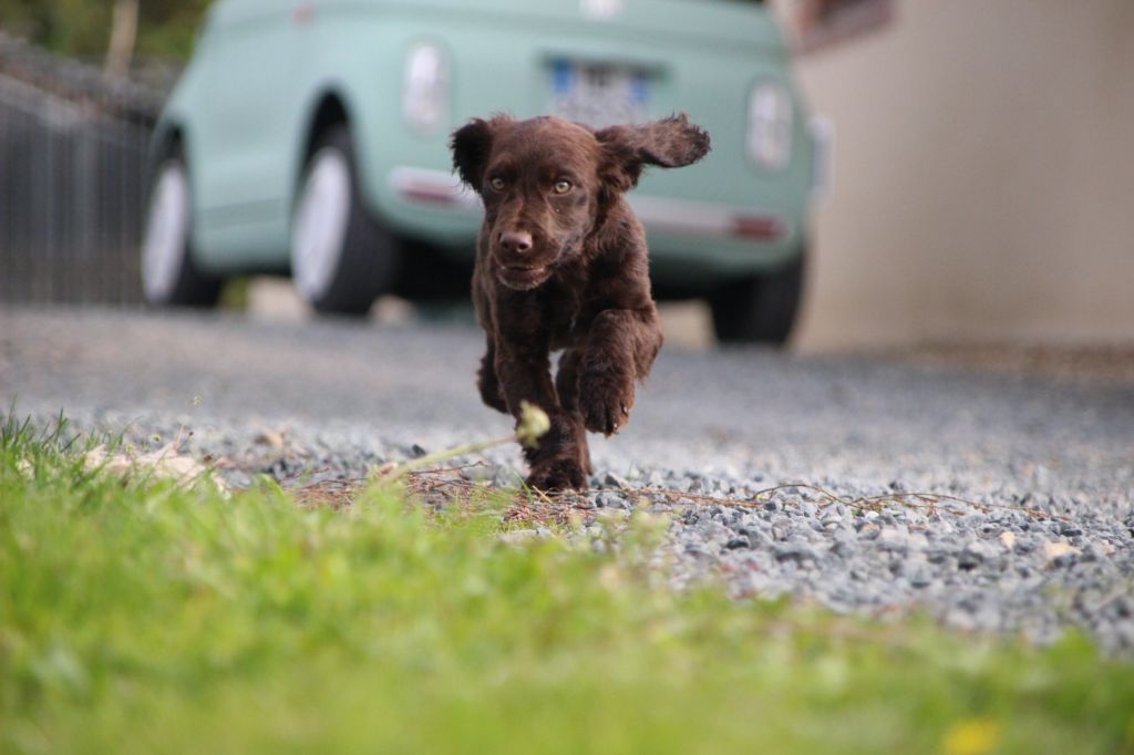 Des sources sacrees - Chiots disponibles - Chien d'Oysel allemand