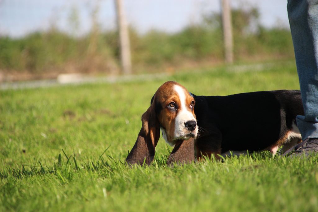 Des sources sacrees - Chiots disponibles - Basset Hound