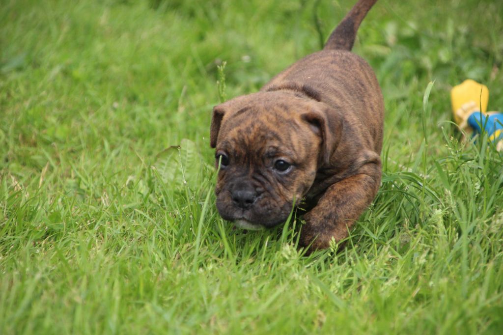Des sources sacrees - Chiots disponibles - Bulldog continental