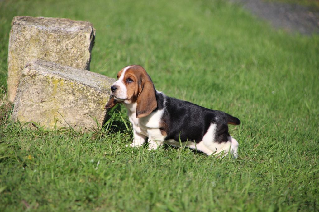 Des sources sacrees - Chiots disponibles - Basset Hound