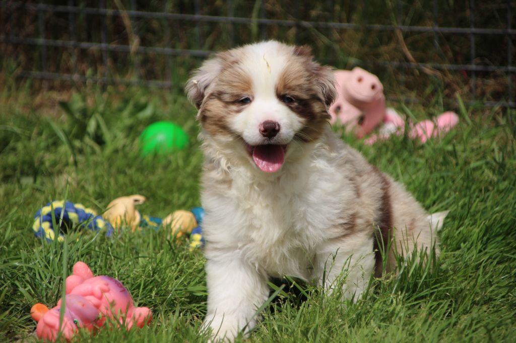 Des sources sacrees - Chiots disponibles - Berger Américain Miniature 