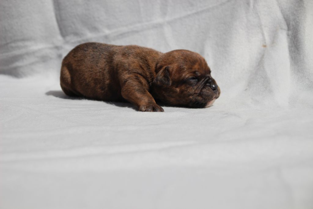 Des sources sacrees - Chiots disponibles - Bulldog continental