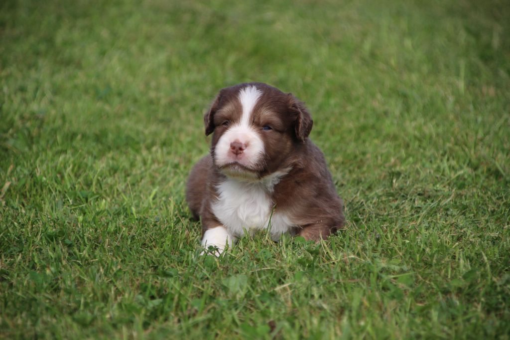 Des sources sacrees - Chiots disponibles - Berger Américain Miniature 
