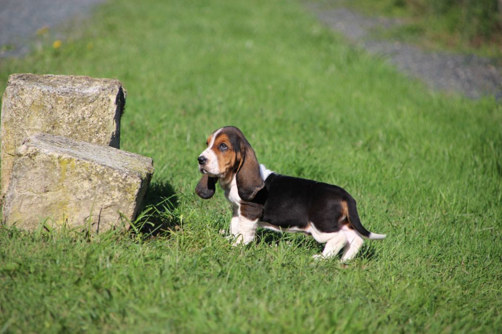 Des sources sacrees - Chiots disponibles - Basset Hound