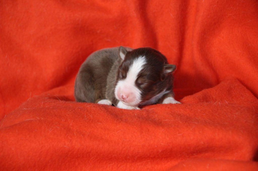 Des sources sacrees - Chiots disponibles - Berger Américain Miniature 