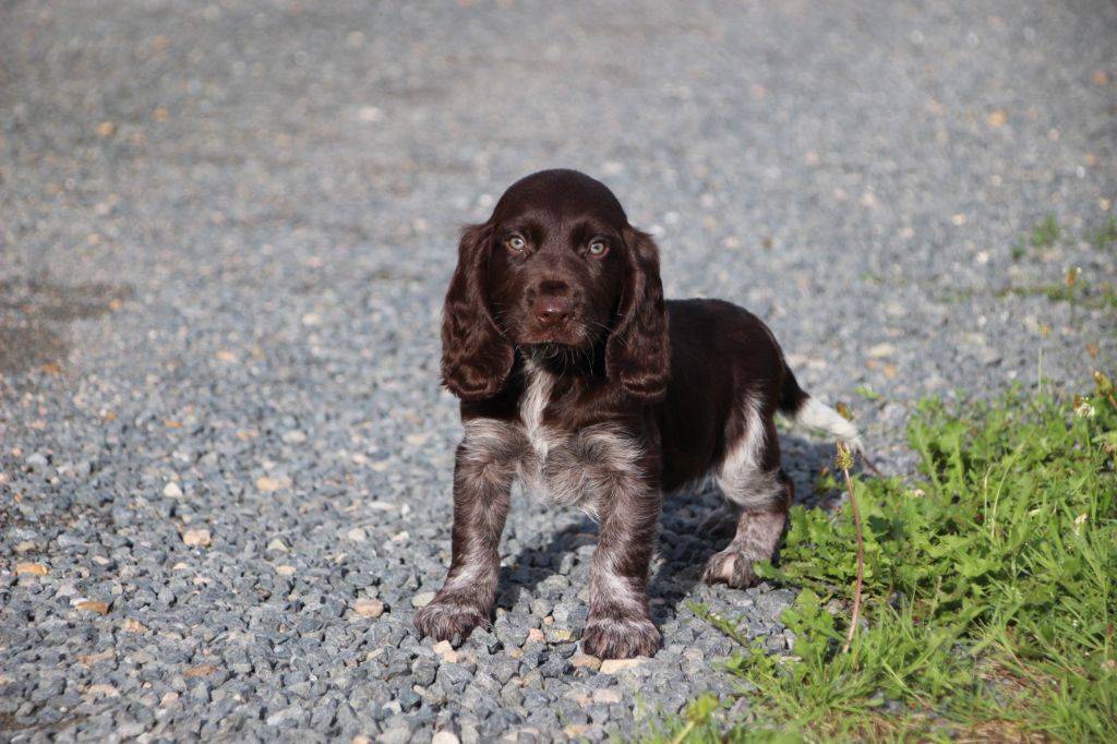 Des sources sacrees - Chiots disponibles - Chien d'Oysel allemand