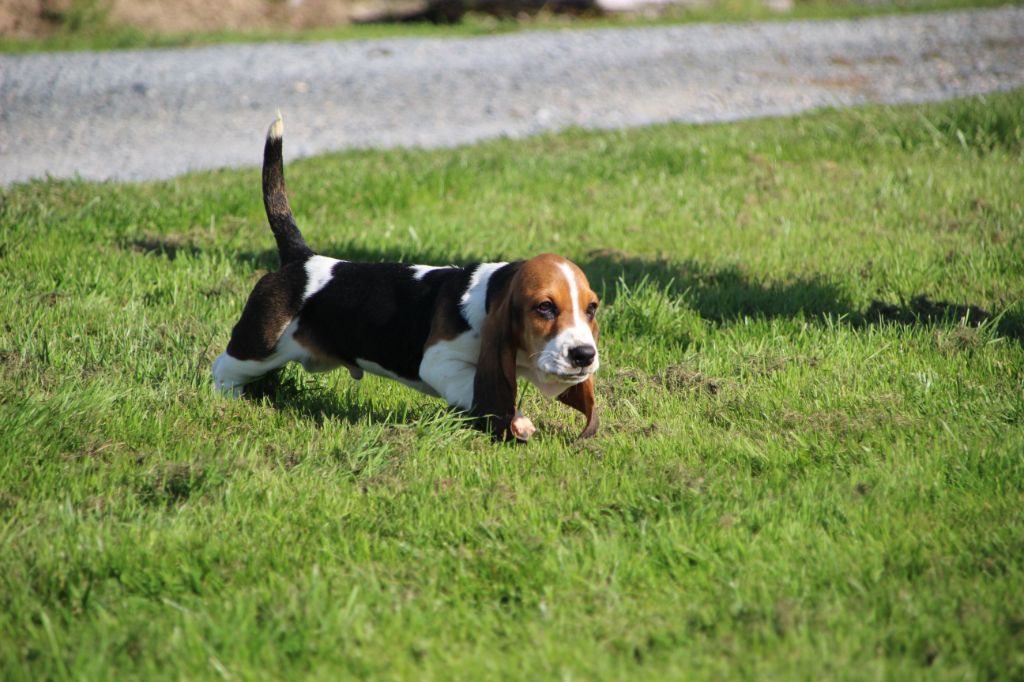 Des sources sacrees - Chiots disponibles - Basset Hound