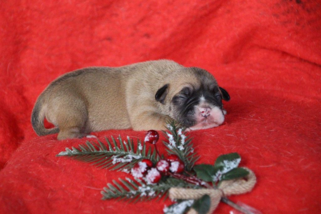 Des sources sacrees - Chiots disponibles - Bulldog continental