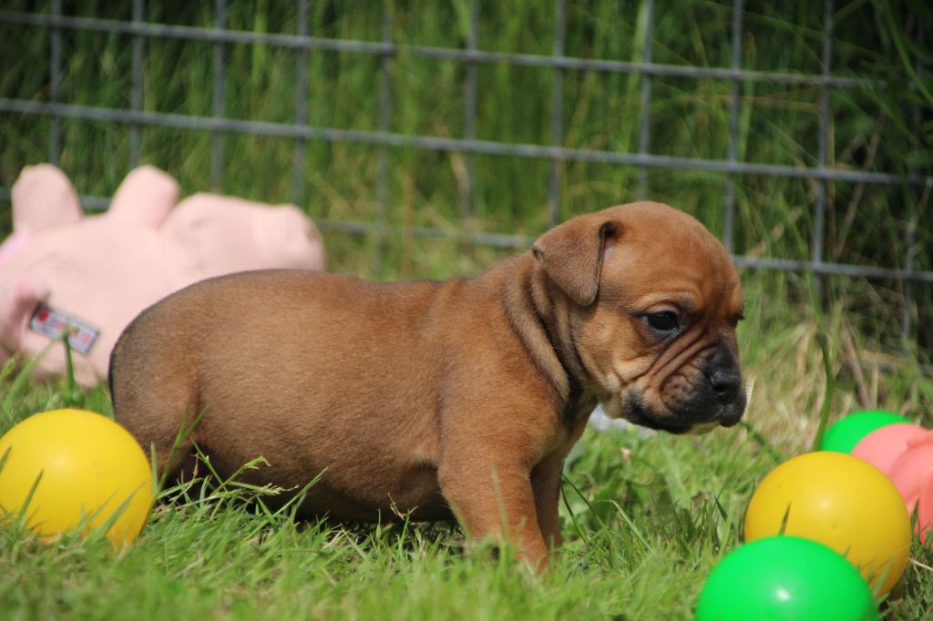 Des sources sacrees - Chiots disponibles - Bulldog continental