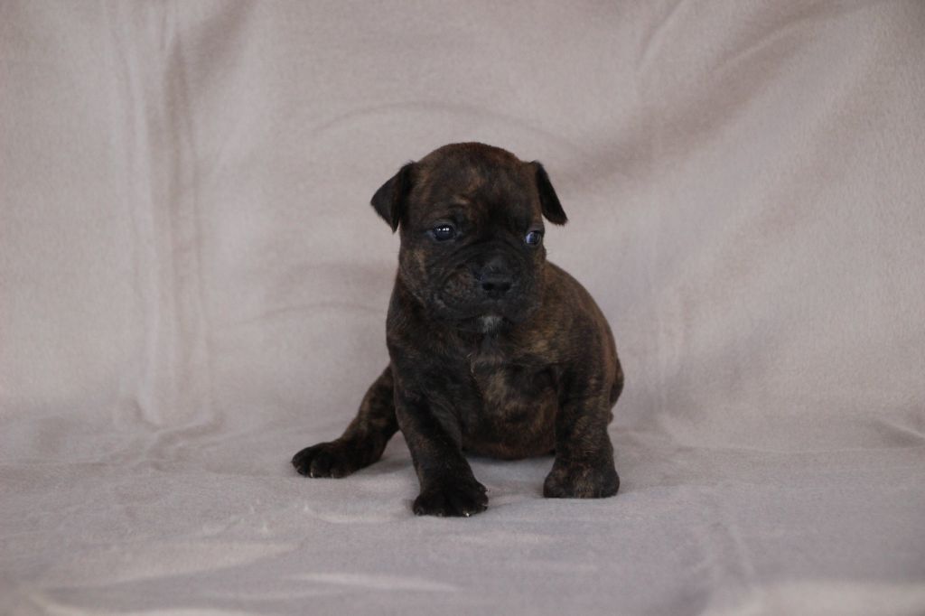 Des sources sacrees - Chiots disponibles - Bulldog continental